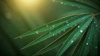 Why Indian Youth Are Obsessed With Monsoon Skincare Routines