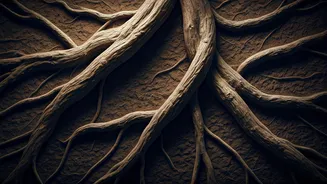 Conflict in Marriages: Finding the Root Cause