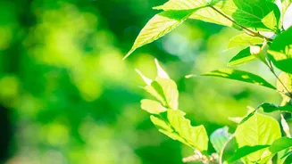Keep Rotation Notes for Plants That React Strongly to Sun