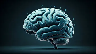 Metformin's Brain Power: Unlocking Blood Sugar Control Beyond Liver and Gut