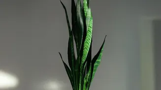 Why Snake Plants are ideal low-maintenance indoor air-purifying plants that thrive on minimal water attention