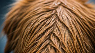 Wet-Coat Problems Are The Seasonal Pet Warning