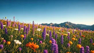 High-Altitude Flower Trails Are Back In Focus
