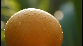 Festivals connect growers directly with curious urban consumers: why Mango Festivals matter