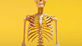 How Biological Interactions Between Calcium And Vitamins D3 K2 Safeguard Aging Skeleton Systems