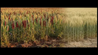 The Loss of Traditional Staples Can Change Health and Biodiversity Together