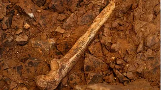 Novos fósseis revelam que os Homo antecessor adultos foram vítimas de canibalismo