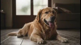 What Indoor Pet Overheating in Humid Homes Could Change for Indian Readers
