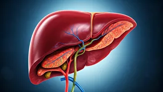 How Healthy Is Your Liver? Find Out Now.