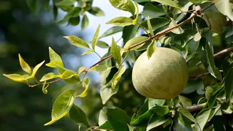 Bael fruit: The magic remedy for your digestive issues