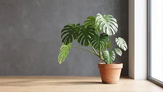 Uneven Houseplant Growth Often Begins With One-Sided Lighting