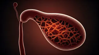 Sweet Danger: How Excess Sugar Dramatically Increases Gallstone Risk