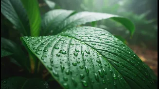 This Season's Monsoon Skincare Reminder: The Risks, Benefits and Reader Takeaway