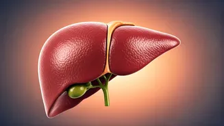Liver Damage: Unveiling Silent Symptoms & Safeguarding Health