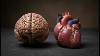 Your Brain And Heart May Age Differently