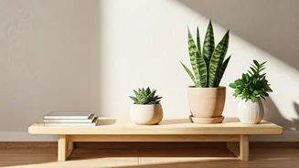 Low-Maintenance Plants Have Entered Small-Home Decor