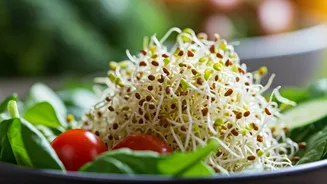 Alfalfa Seeds: The Tiny Superfood Powering Up Your Plate