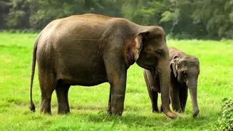 How IRCTC Wildlife Tours From Mumbai Are Marketed As New Packages For Nature Travellers
