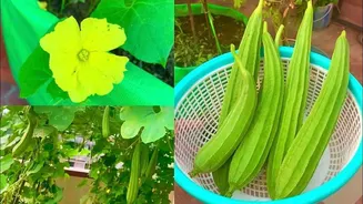 Ridge gourd flower: 5 must-try recipes