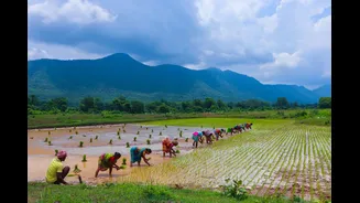 Below-Normal Monsoon Raises Concerns Over India's Rice Supply