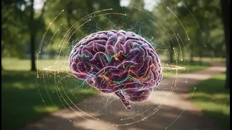 Why Neuroscientific Research Endorses Post-Exercise Strolls To Amplify Brain Plasticity Signals