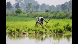 Delayed Monsoon Onset Slows Agricultural Growth in India