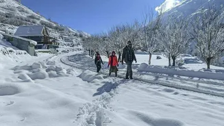 Fresh snowfall blankets Himachal, Kashmir as first snow leopard sighting reported in Kinnaur