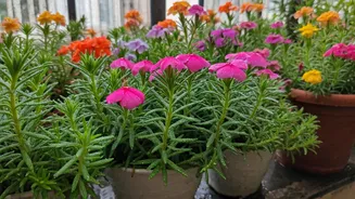 Easy Balcony Plants That Flourish In July