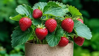 Indian Strawberry Growers Move From Open Fields to Controlled Farms
