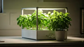 Grow Fresh Basil And Mint Via Hydroponic Micro Gardening