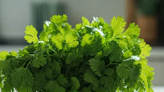 Never Throw Rotten Coriander Again Thanks To This Simple Trick