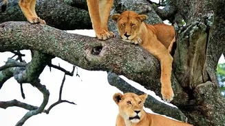 What We Know About Barda Lions: Researchers Assess Whether Barda Can Sustain the Species
