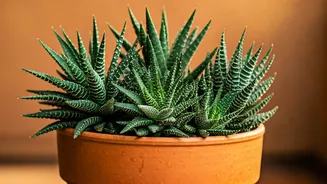 Monsoon Gardening Special: Six Low Maintenance Plants To Grow