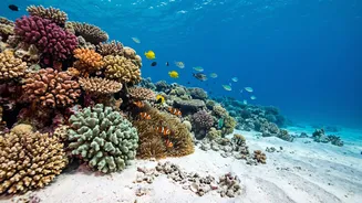 Scuba Diving In Lakshadweep Offers Clear Coral Reef Views For Young Adventure Seekers This Autumn