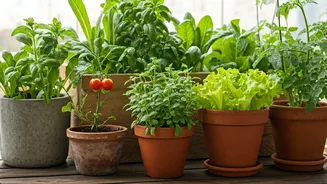 Urban Gardening Guides Make Green Hobby Accessible For Absolute Beginners
