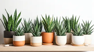 10 Stylish Snake Plants for Home: A Gardener's Guide