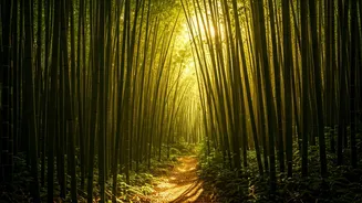 See Bamboo Groves Sparkle On Southern Hill Excursion Circuits