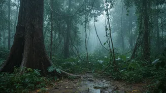 Scientists Continue Tracking Rainfall Trends To Better Understand India's Forests