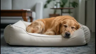 Pets Need Dry Resting Spaces Even When The Home Feels Humid