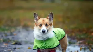 How Urban Dog Owners Can Manage Pet Stress During Loud Monsoon Storms