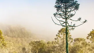 Why Early Morning Daylight Is The Best Natural Fix For Fog