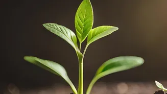 Space-Seed Storage Matters If Crews Must Grow Food Far From Earth