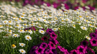 May's Floral Magic: Attract Butterflies with Shasta Daisies & Petunias All Summer