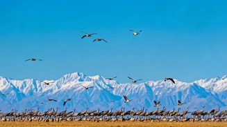 5 Breathtaking Winter Migrants in India: A Bird Lover's Paradise