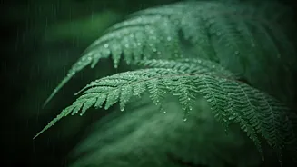 Why Ferns Love Thick Humid Indian Monsoon Weather Patterns