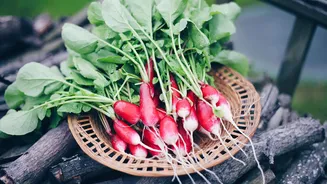 How to grow radish greens in water