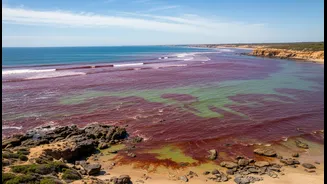 South Australia's Unprecedented Bloom: The Bigger Story Behind A Toxic Algal Bloom