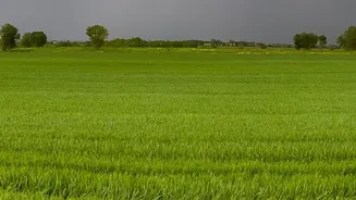 Explore Northeast India's Green Side With A Monsoon Trip To Assam