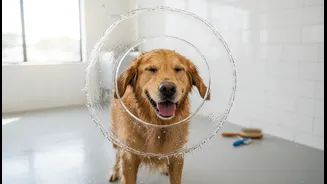 Rainy-Season Dog Care Needs Drying, Cleaning And Tick Prevention Together