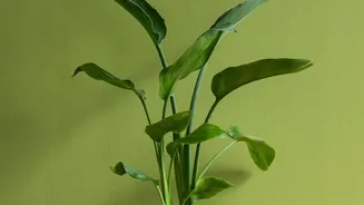 Pot Shape And Colour Should Complement The Plant Rather Than Overpower It